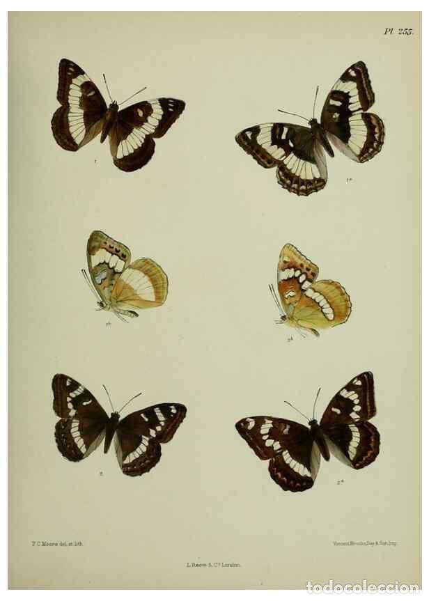 Colecionismo de Revistas e Jornais: Reproducci&oacute;n/Reproduction 40226232405: Lepidoptera indica.. London,1890-1913.. - Moore, Frederic,
