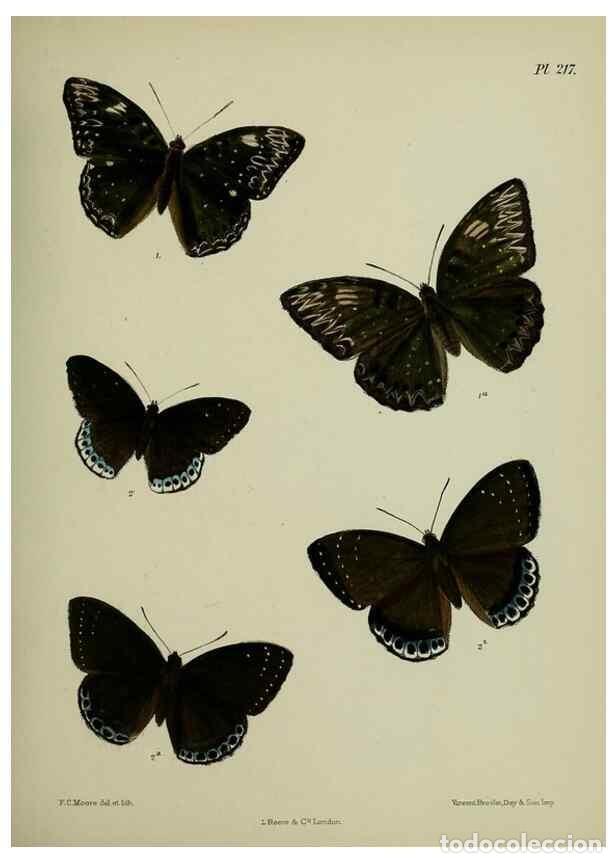 Collection Magazines and Newspapers: Reproducci&oacute;n/Reproduction 27247944938: Lepidoptera indica.. London,1890-1913.. - Moore, Frederic,