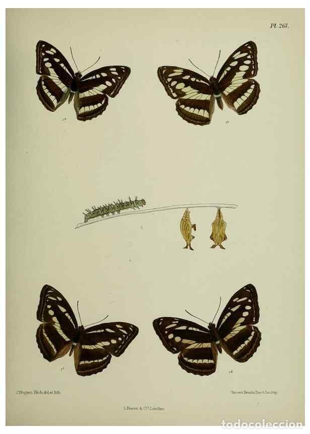 Coleccionismo de Revistas y Peri&oacute;dicos: Reproducci&oacute;n/Reproduction 40226251695: Lepidoptera indica.. London,1890-1913.. - Moore, Frederic,