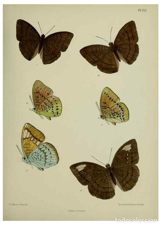 Colecionismo de Revistas e Jornais: Reproducci&oacute;n/Reproduction 27247955338: Lepidoptera indica.. London,1890-1913.. - Moore, Frederic,