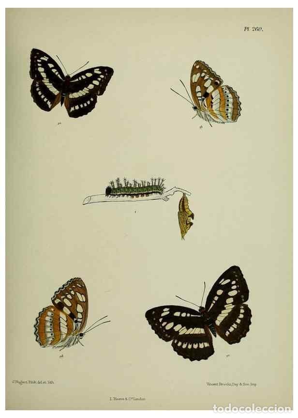 Collezionismo di Riviste e Giornali: Reproducci&oacute;n/Reproduction 40226248385: Lepidoptera indica.. London,1890-1913.. - Moore, Frederic,