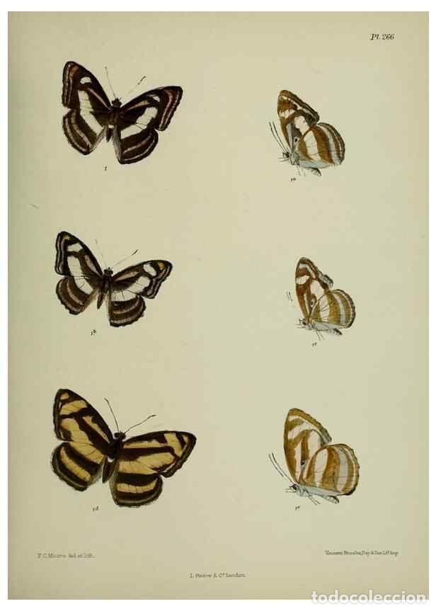 Sammeln von Zeitschriften und Zeitungen: Reproducci&oacute;n/Reproduction 26249704207: Lepidoptera indica.. London,1890-1913.. - Moore, Frederic,