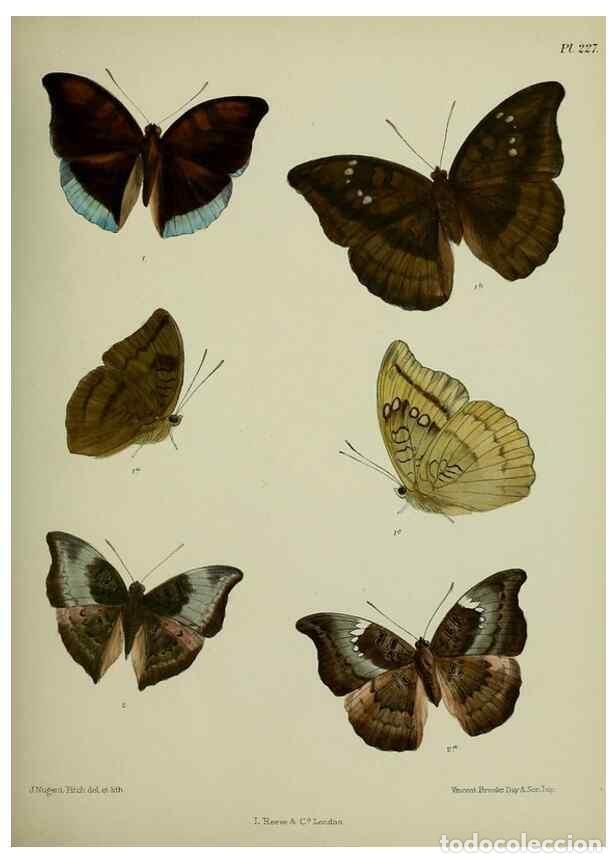 Collectionnisme de Revues et Journaux: Reproducci&oacute;n/Reproduction 41120766861: Lepidoptera indica.. London,1890-1913.. - Moore, Frederic,