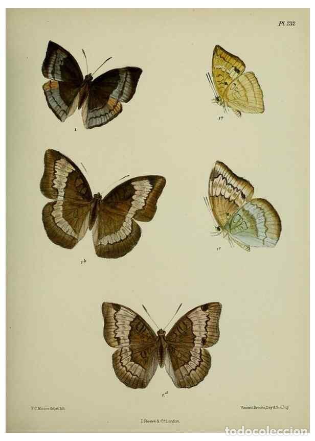 Sammeln von Zeitschriften und Zeitungen: Reproducci&oacute;n/Reproduction 39312030460: Lepidoptera indica.. London,1890-1913.. - Moore, Frederic,
