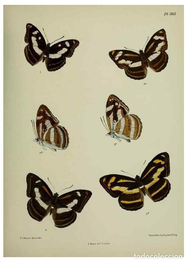 Coleccionismo de revistas y peri&oacute;dicos: Reproducci&oacute;n/Reproduction 40410327764: Lepidoptera indica.. London,1890-1913.. - Moore, Frederic,