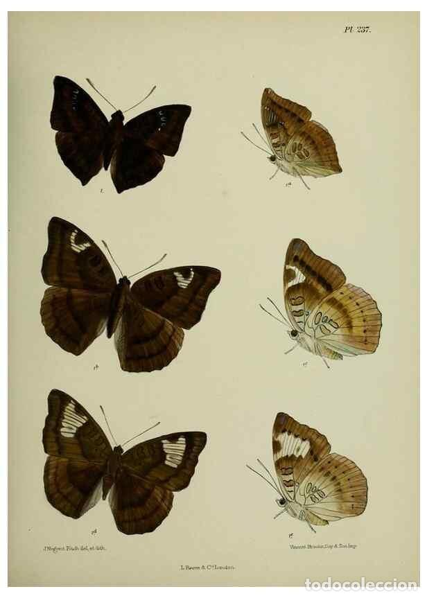 Sammeln von Zeitschriften und Zeitungen: Reproducci&oacute;n/Reproduction 26249597347: Lepidoptera indica.. London,1890-1913.. - Moore, Frederic,
