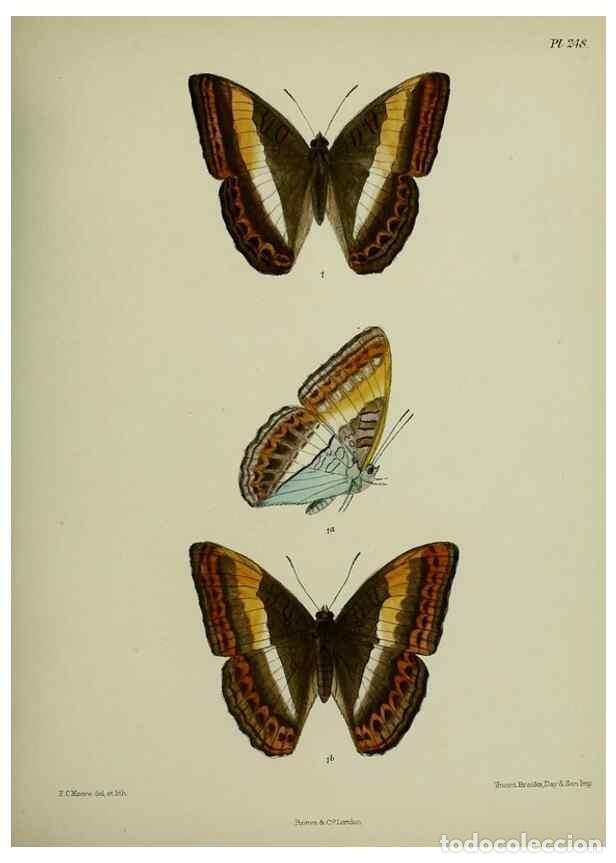 Sammeln von Zeitschriften und Zeitungen: Reproducci&oacute;n/Reproduction 27248058008: Lepidoptera indica.. London,1890-1913.. - Moore, Frederic,