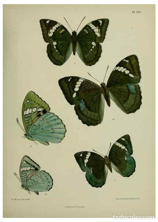 Colecionismo de Revistas e Jornais: Reproducci&oacute;n/Reproduction 26249613607: Lepidoptera indica.. London,1890-1913.. - Moore, Frederic,