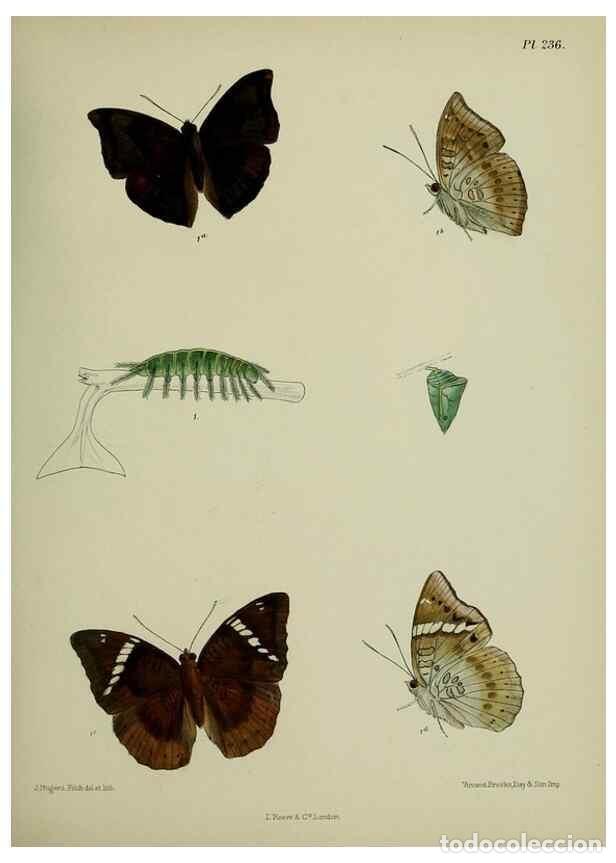 Sammeln von Zeitschriften und Zeitungen: Reproducci&oacute;n/Reproduction 39312041270: Lepidoptera indica.. London,1890-1913.. - Moore, Frederic,