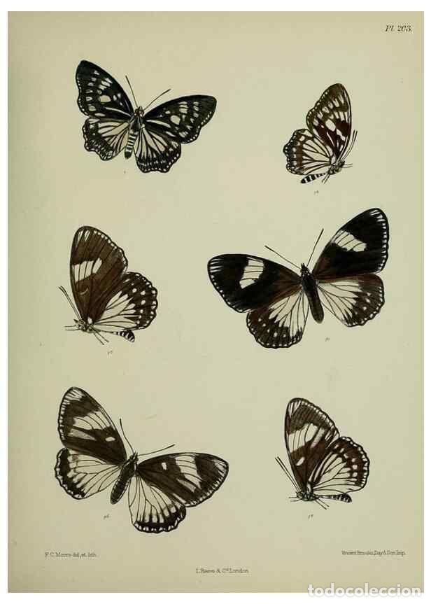 Collectionnisme de Revues et Journaux: Reproducci&oacute;n/Reproduction 41120603971: Lepidoptera indica.. London,1890-1913.. - Moore, Frederic,
