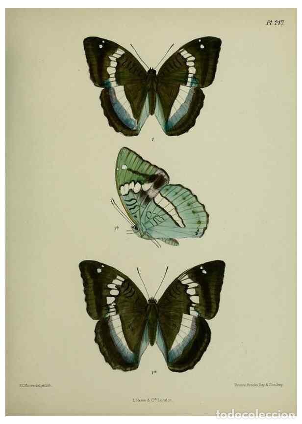 Colecionismo de Revistas e Jornais: Reproducci&oacute;n/Reproduction 27248056068: Lepidoptera indica.. London,1890-1913.. - Moore, Frederic,