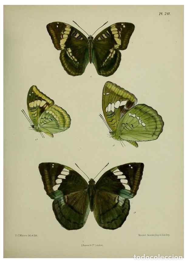 Collectionnisme de Revues et Journaux: Reproducci&oacute;n/Reproduction 40410255014: Lepidoptera indica.. London,1890-1913.. - Moore, Frederic,