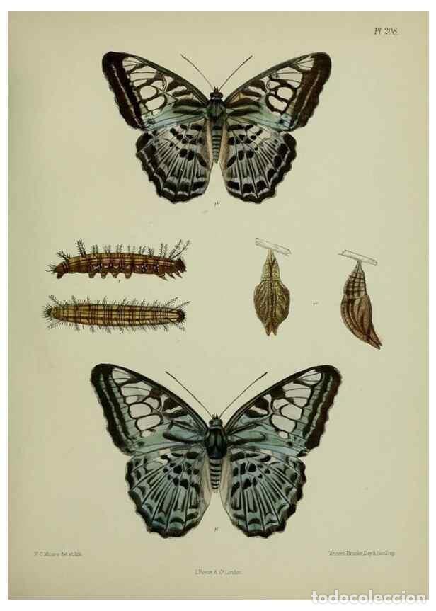 Coleccionismo de revistas y peri&oacute;dicos: Reproducci&oacute;n/Reproduction 27247873768: Lepidoptera indica.. London,1890-1913.. - Moore, Frederic,