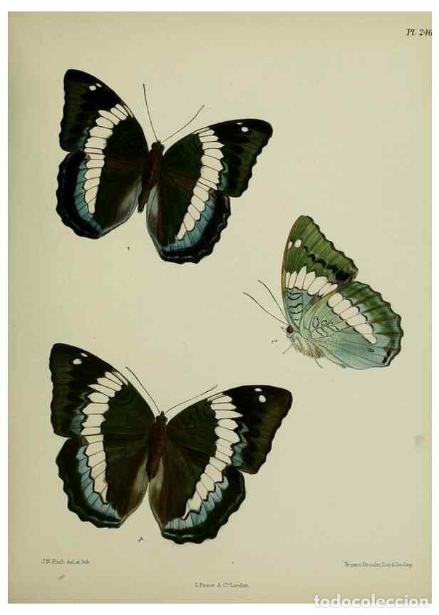 Sammeln von Zeitschriften und Zeitungen: Reproducci&oacute;n/Reproduction 40410266424: Lepidoptera indica.. London,1890-1913.. - Moore, Frederic,