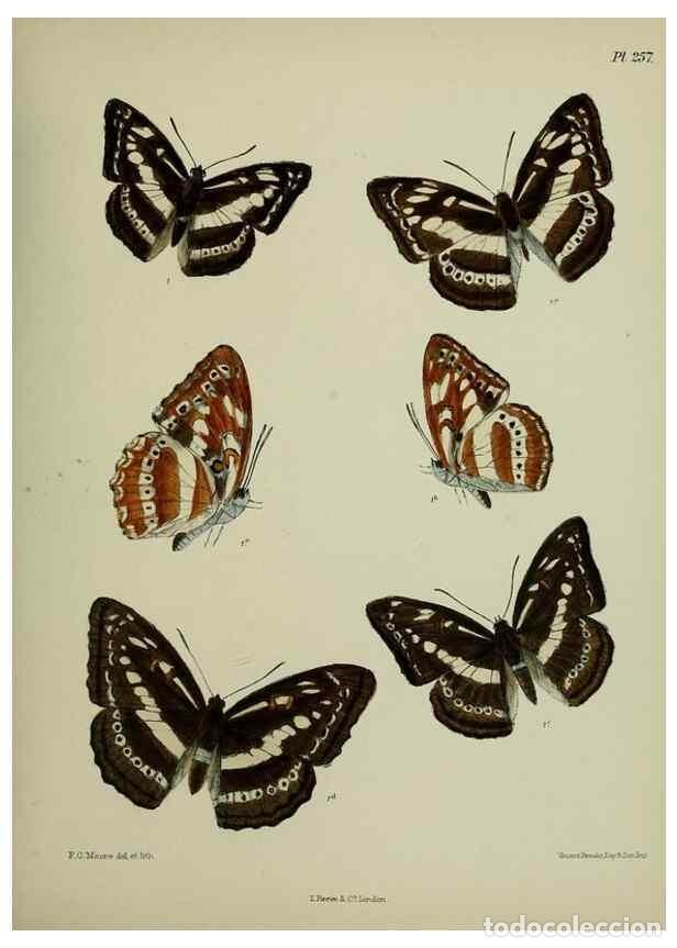 Colecionismo de Revistas e Jornais: Reproducci&oacute;n/Reproduction 41120846961: Lepidoptera indica.. London,1890-1913.. - Moore, Frederic,