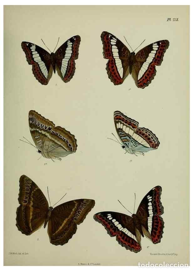 Sammeln von Zeitschriften und Zeitungen: Reproducci&oacute;n/Reproduction 27248063828: Lepidoptera indica.. London,1890-1913.. - Moore, Frederic,