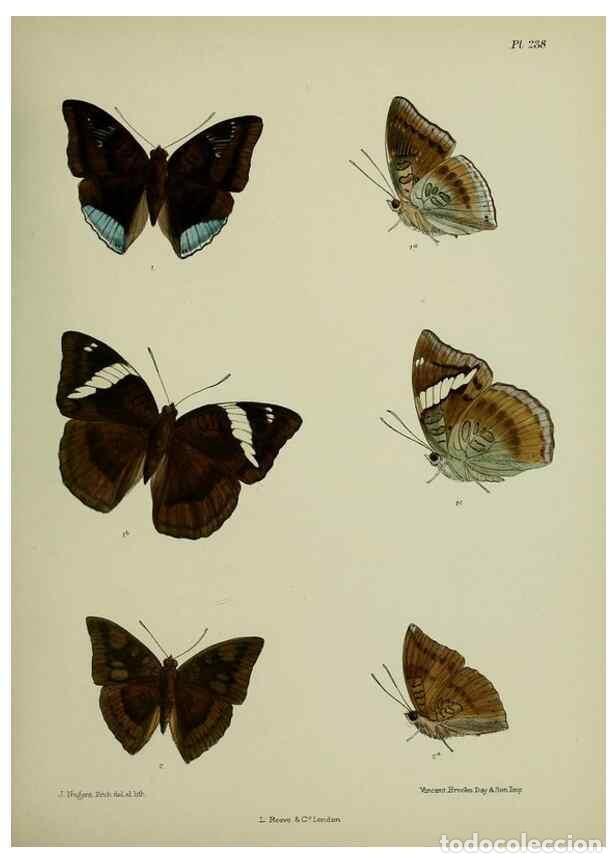 Collection Magazines and Newspapers: Reproducci&oacute;n/Reproduction 41120796511: Lepidoptera indica.. London,1890-1913.. - Moore, Frederic,