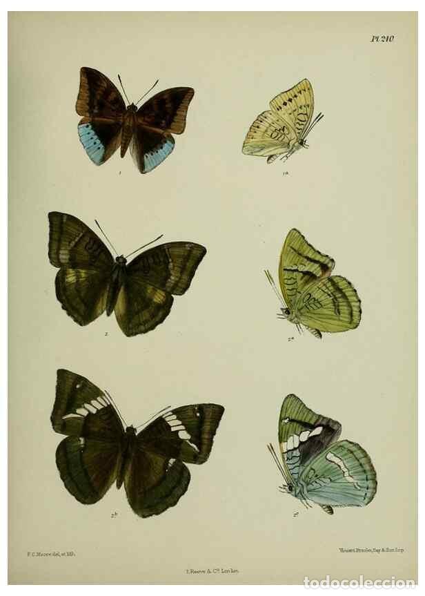 Sammeln von Zeitschriften und Zeitungen: Reproducci&oacute;n/Reproduction 26249607127: Lepidoptera indica.. London,1890-1913.. - Moore, Frederic,