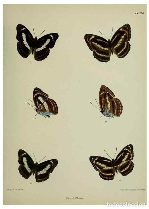 Collezionismo di Riviste e Giornali: Reproducci&oacute;n/Reproduction 41077656982: Lepidoptera indica.. London,1890-1913.. - Moore, Frederic,