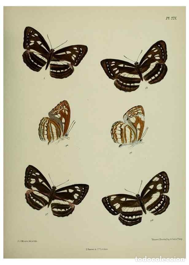 Collectionnisme de Revues et Journaux: Reproducci&oacute;n/Reproduction 40410341084: Lepidoptera indica.. London,1890-1913.. - Moore, Frederic,