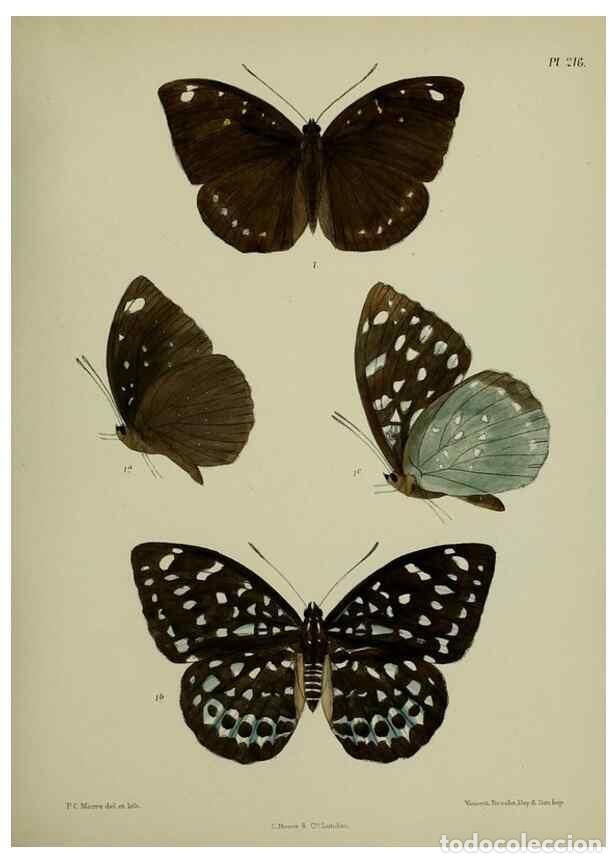 Colecionismo de Revistas e Jornais: Reproducci&oacute;n/Reproduction 40410446504: Lepidoptera indica.. London,1890-1913.. - Moore, Frederic,
