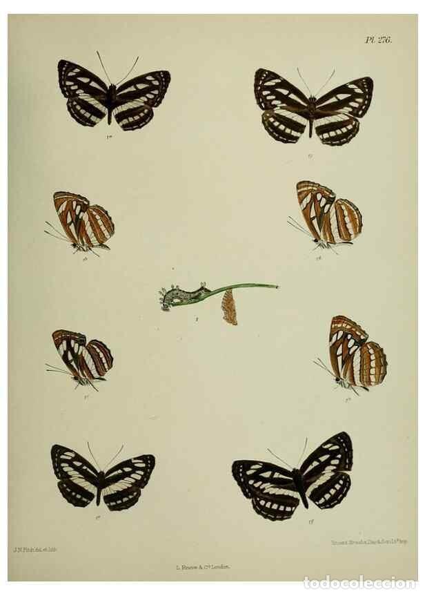 Sammeln von Zeitschriften und Zeitungen: Reproducci&oacute;n/Reproduction 39312170530: Lepidoptera indica.. London,1890-1913.. - Moore, Frederic,