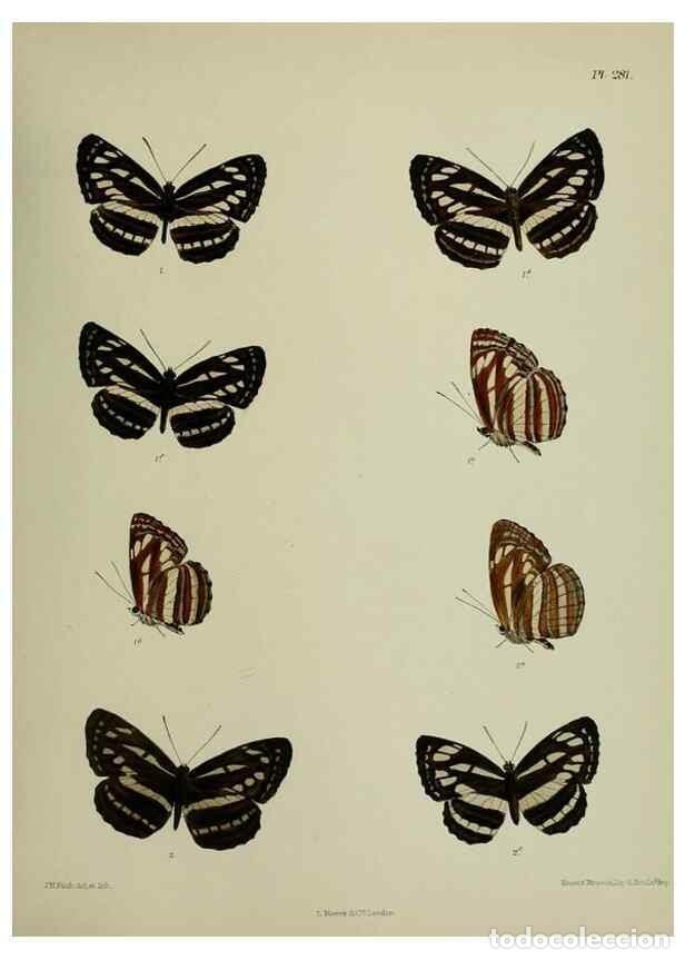 Collectionnisme de Revues et Journaux: Reproducci&oacute;n/Reproduction 26249742847: Lepidoptera indica.. London,1890-1913.. - Moore, Frederic,