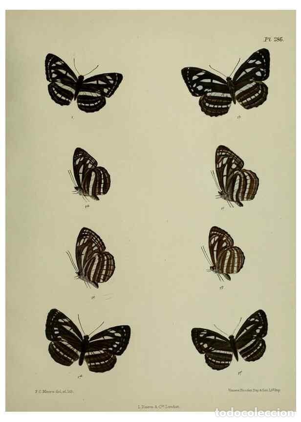 Collection Magazines and Newspapers: Reproducci&oacute;n/Reproduction 41077705632: Lepidoptera indica.. London,1890-1913.. - Moore, Frederic,