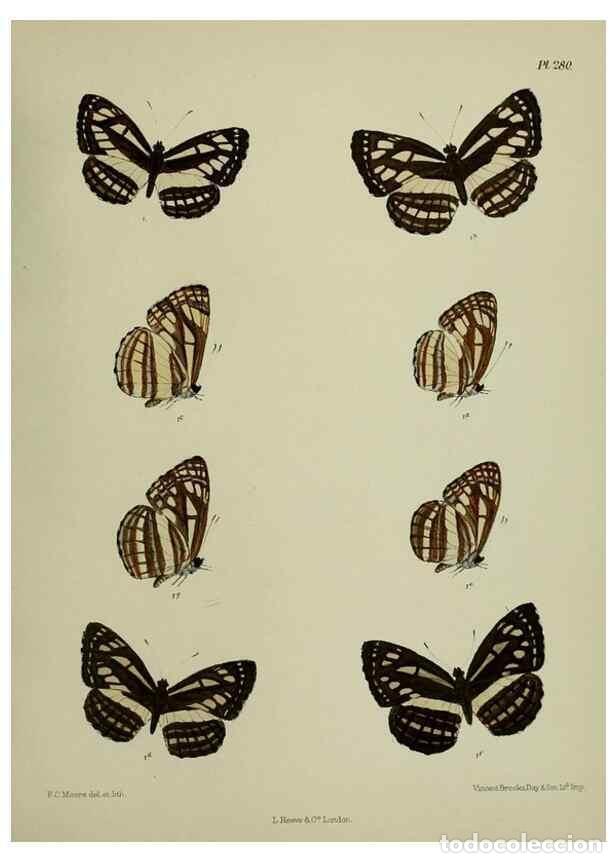 Colecionismo de Revistas e Jornais: Reproducci&oacute;n/Reproduction 40410356854: Lepidoptera indica.. London,1890-1913.. - Moore, Frederic,