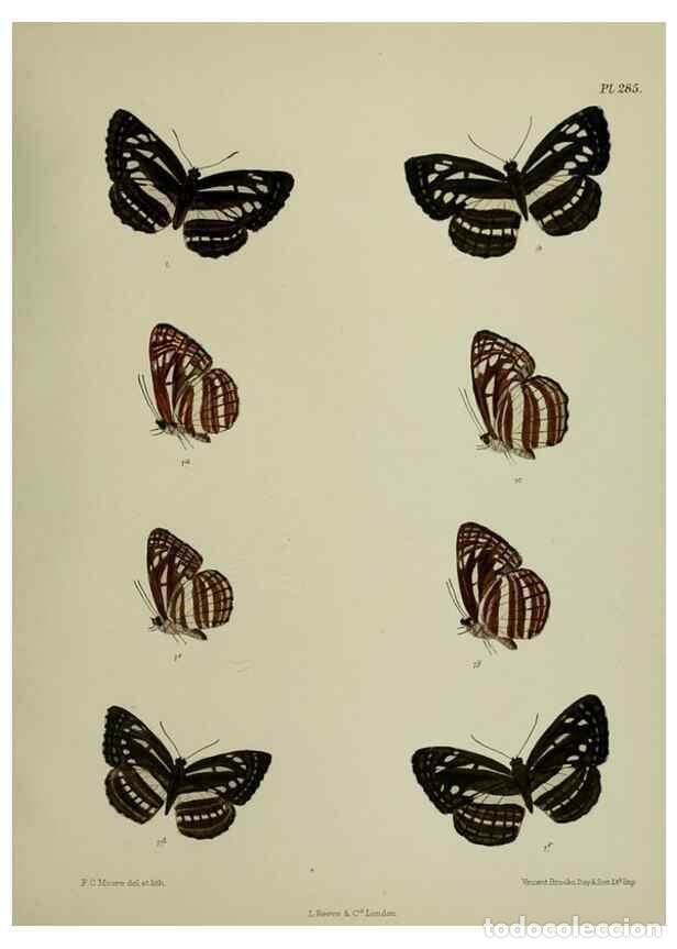 Colecionismo de Revistas e Jornais: Reproducci&oacute;n/Reproduction 27248166258: Lepidoptera indica.. London,1890-1913.. - Moore, Frederic,