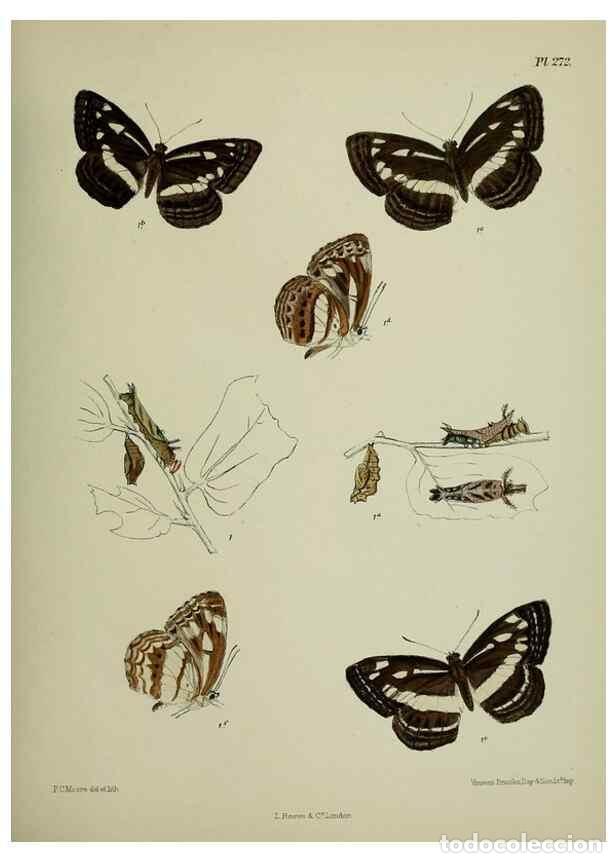 Colecionismo de Revistas e Jornais: Reproducci&oacute;n/Reproduction 40226302535: Lepidoptera indica.. London,1890-1913.. - Moore, Frederic,