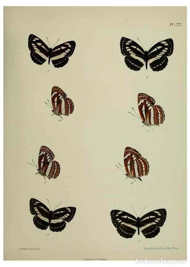 Colecionismo de Revistas e Jornais: Reproducci&oacute;n/Reproduction 26249733637: Lepidoptera indica.. London,1890-1913.. - Moore, Frederic,