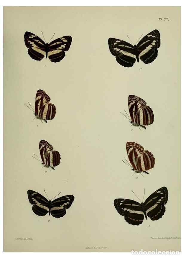 Collezionismo di Riviste e Giornali: Reproducci&oacute;n/Reproduction 41077694522: Lepidoptera indica.. London,1890-1913.. - Moore, Frederic,