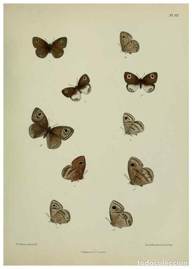 Coleccionismo de Revistas y Peri&oacute;dicos: Reproducci&oacute;n/Reproduction 39135246862: Lepidoptera indica.. London,1890-1913.. - Moore, Frederic,