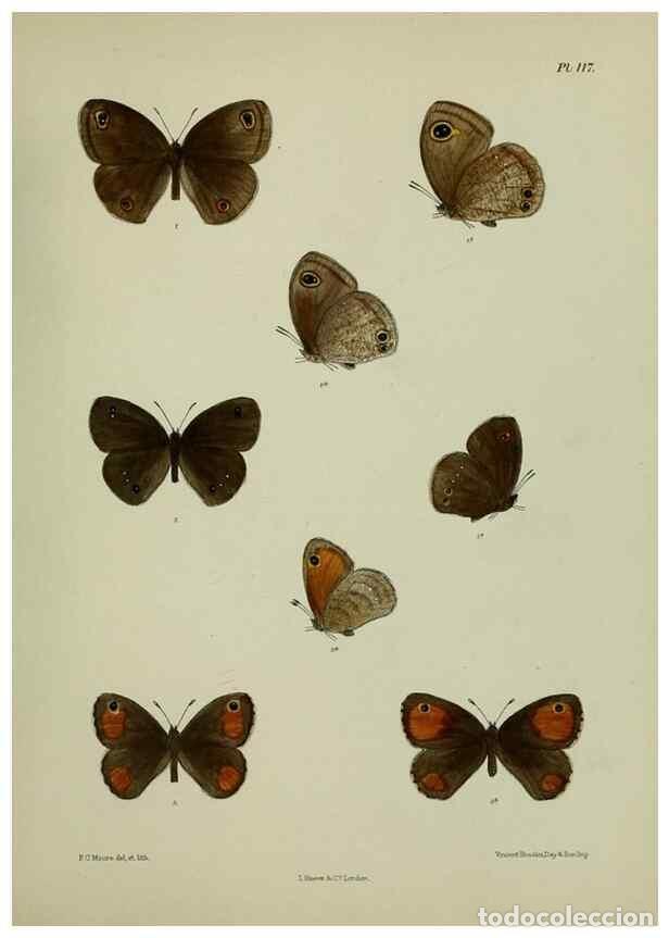 Sammeln von Zeitschriften und Zeitungen: Reproducci&oacute;n/Reproduction 27388102329: Lepidoptera indica.. London,1890-1913.. - Moore, Frederic,
