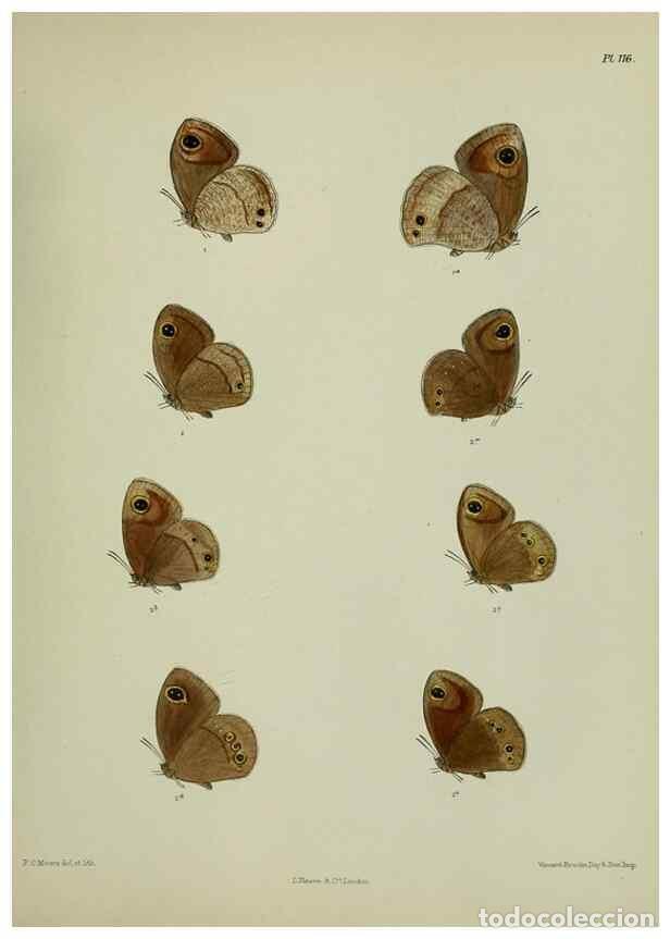Colecionismo de Revistas e Jornais: Reproducci&oacute;n/Reproduction 38457688404: Lepidoptera indica.. London,1890-1913.. - Moore, Frederic,