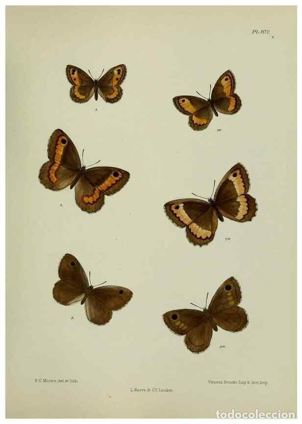 Collection Magazines and Newspapers: Reproducci&oacute;n/Reproduction 24304529827: Lepidoptera indica.. London,1890-1913.. - Moore, Frederic,