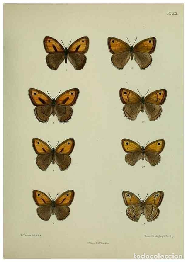 Colecionismo de Revistas e Jornais: Reproducci&oacute;n/Reproduction 25299839958: Lepidoptera indica.. London,1890-1913.. - Moore, Frederic,
