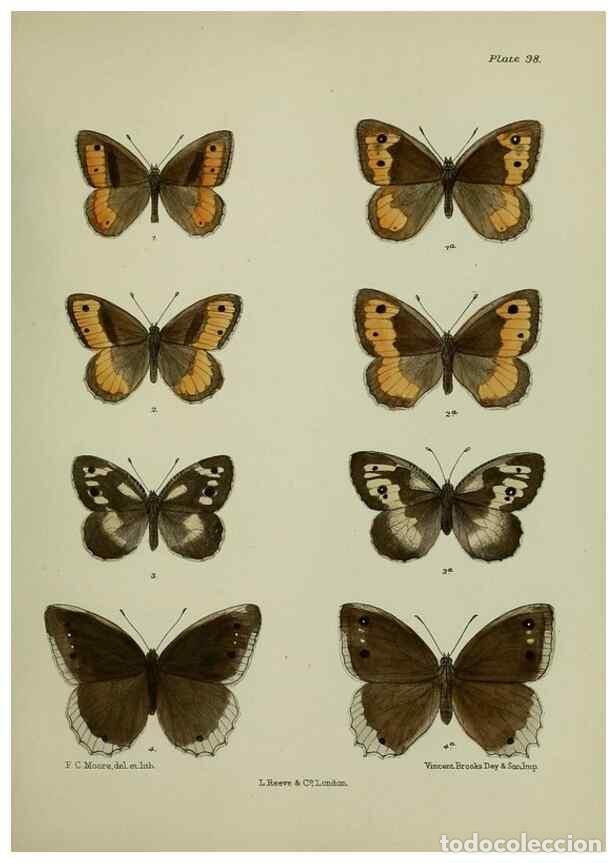 Sammeln von Zeitschriften und Zeitungen: Reproducci&oacute;n/Reproduction 25299822948: Lepidoptera indica.. London,1890-1913.. - Moore, Frederic,