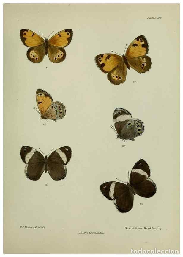 Collection Magazines and Newspapers: Reproducci&oacute;n/Reproduction 39135207492: Lepidoptera indica.. London,1890-1913.. - Moore, Frederic,