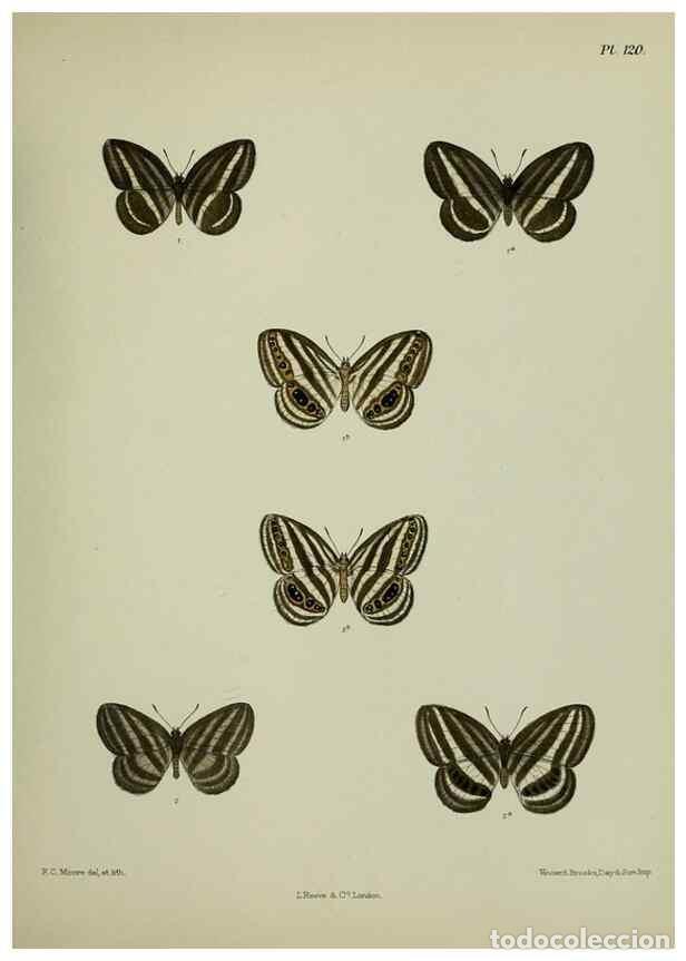 Collection Magazines and Newspapers: Reproducci&oacute;n/Reproduction 38457699994: Lepidoptera indica.. London,1890-1913.. - Moore, Frederic,