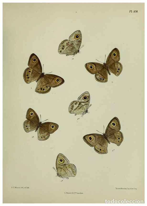 Collezionismo di Riviste e Giornali: Reproducci&oacute;n/Reproduction 39135235352: Lepidoptera indica.. London,1890-1913.. - Moore, Frederic,