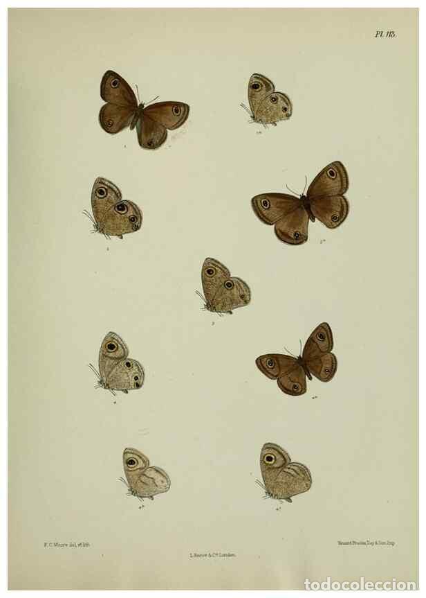 Sammeln von Zeitschriften und Zeitungen: Reproducci&oacute;n/Reproduction 39135250372: Lepidoptera indica.. London,1890-1913.. - Moore, Frederic,