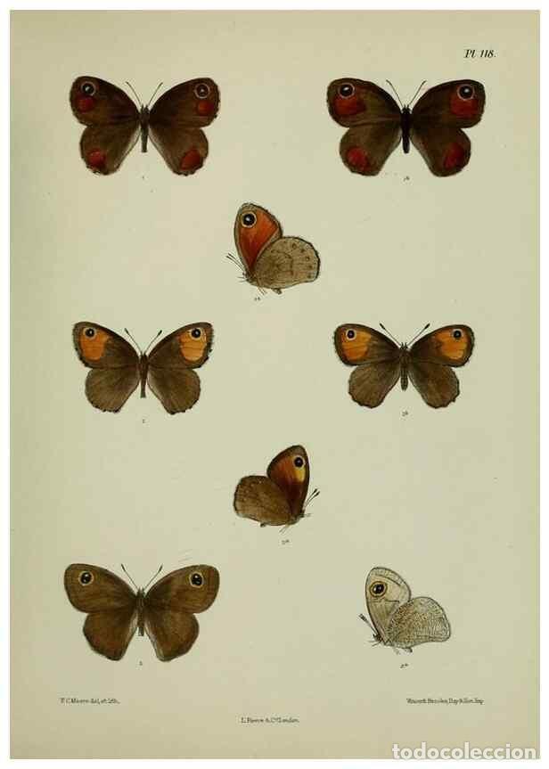 Colecionismo de Revistas e Jornais: Reproducci&oacute;n/Reproduction 39165585761: Lepidoptera indica.. London,1890-1913.. - Moore, Frederic,