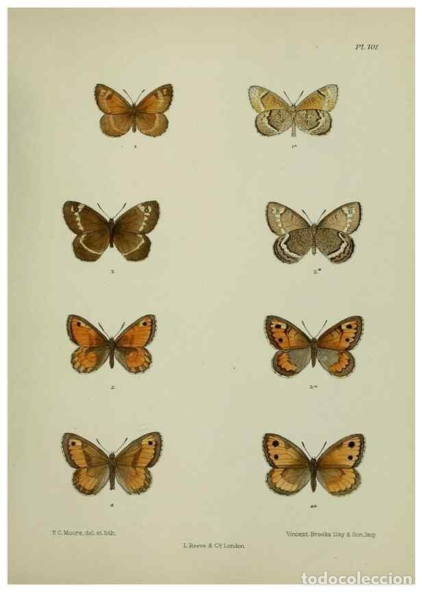 Collection Magazines and Newspapers: Reproducci&oacute;n/Reproduction 25299833958: Lepidoptera indica.. London,1890-1913.. - Moore, Frederic,