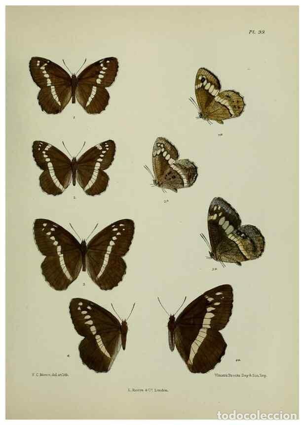 Collezionismo di Riviste e Giornali: Reproducci&oacute;n/Reproduction 38457639184: Lepidoptera indica.. London,1890-1913.. - Moore, Frederic,