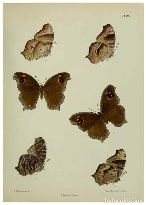 Collection Magazines and Newspapers: Reproducci&oacute;n/Reproduction 25299890388: Lepidoptera indica.. London,1890-1913.. - Moore, Frederic,