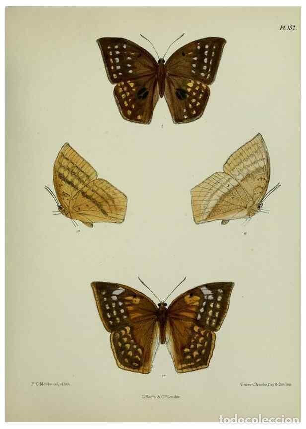 Coleccionismo de revistas y peri&oacute;dicos: Reproducci&oacute;n/Reproduction 39165660481: Lepidoptera indica.. London,1890-1913.. - Moore, Frederic,