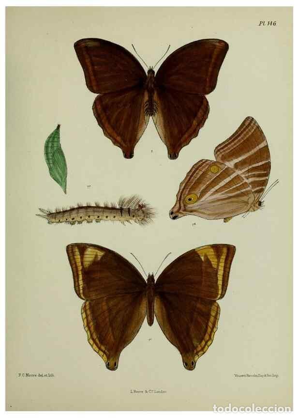 Sammeln von Zeitschriften und Zeitungen: Reproducci&oacute;n/Reproduction 25299960508: Lepidoptera indica.. London,1890-1913.. - Moore, Frederic,