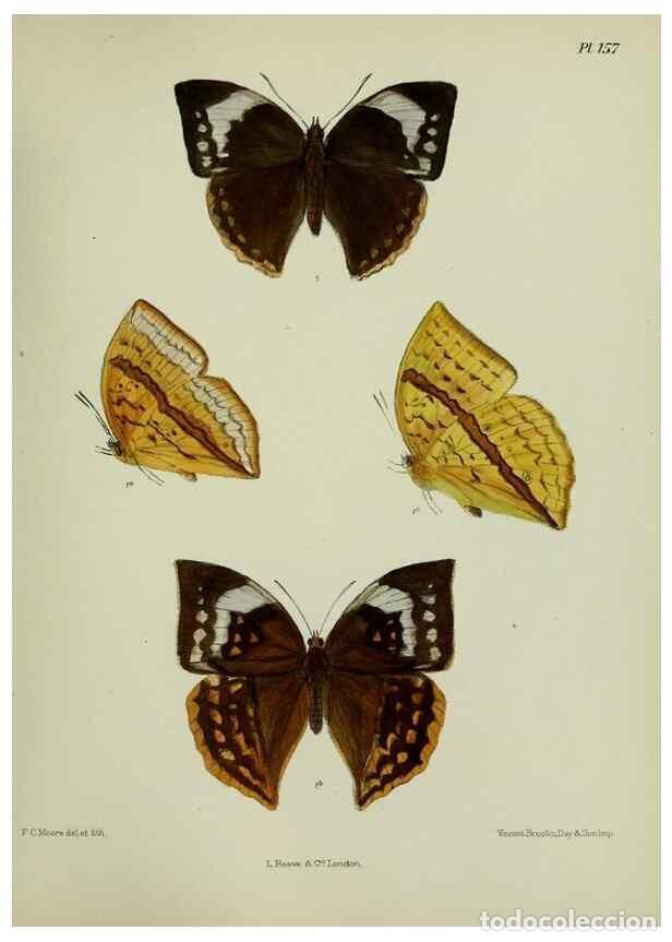 Collectionnisme de Revues et Journaux: Reproducci&oacute;n/Reproduction 39165676701: Lepidoptera indica.. London,1890-1913.. - Moore, Frederic,